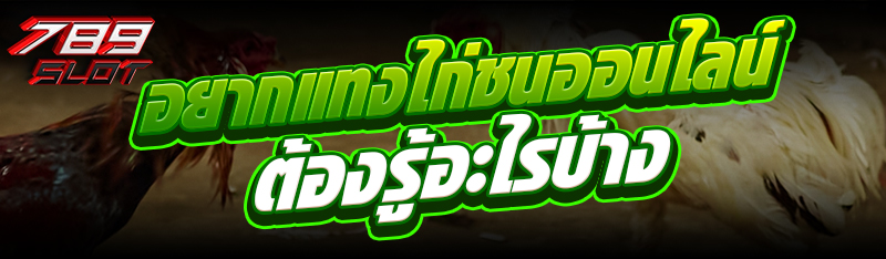อยากแทงไก่ชนออนไลน์ ต้องรู้อะไรบ้าง